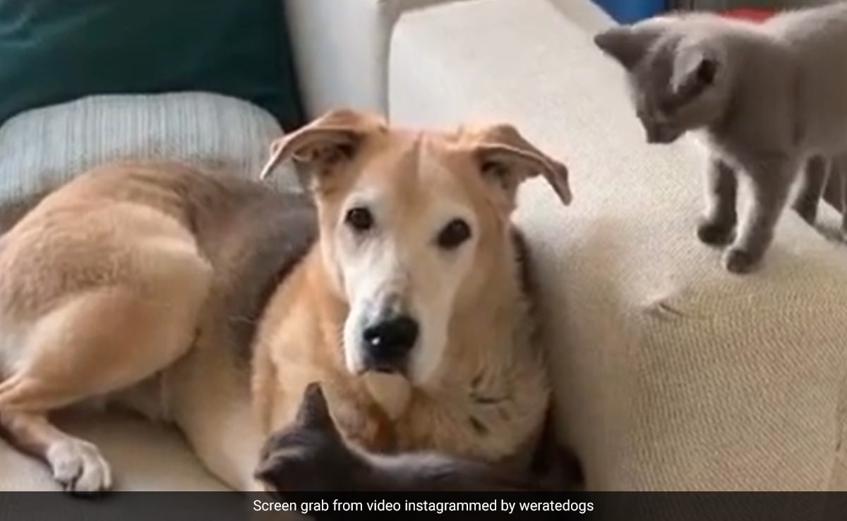 Dog Rescued As Pup Becomes Kitten Foster Hero. Read The Viral Story