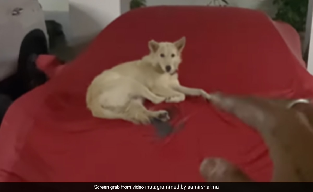 Viral Video: Hyderabad Man Lets Stray Dog Sleep On His Ferrari, Internet Calls Him 'Rich By Heart'