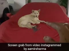 Viral Video: Hyderabad Man Lets Stray Dog Sleep On His Ferrari, Internet Calls Him "Rich By Heart"