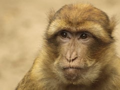 ''Extraordinary Milestone'': Monkey Survives For 2 Years After Pig Kidney Transplant